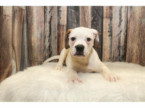 American Bulldog-DOG-Female-White/Red-14760-Petland Racine, Wisconsin