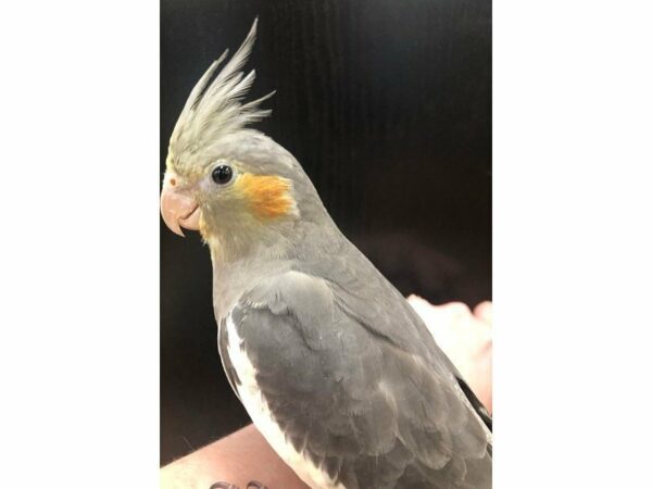 Cockatiel-BIRD-Male--22961-Petland Racine, Wisconsin