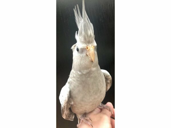 Cockatiel-BIRD-Male--22962-Petland Racine, Wisconsin