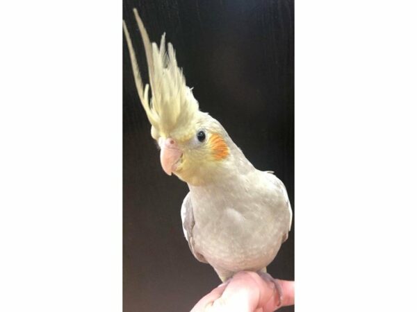 Cockatiel-BIRD-Male--22963-Petland Racine, Wisconsin