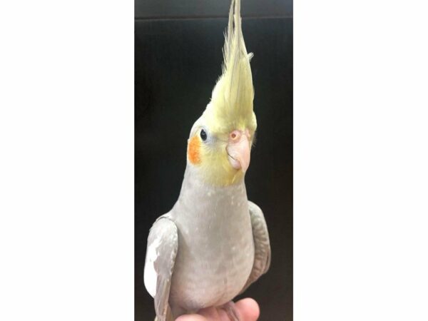 Cockatiel-BIRD-Male--22965-Petland Racine, Wisconsin