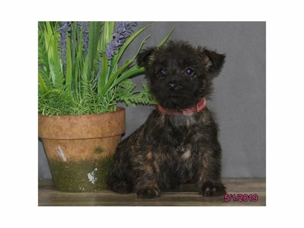 Cairn Terrier DOG Female Brindle 22982 Petland Racine, Wisconsin