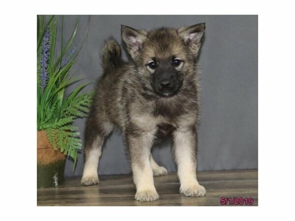 Norwegian Elkhound-DOG-Male-Black / Silver-22981-Petland Racine, Wisconsin