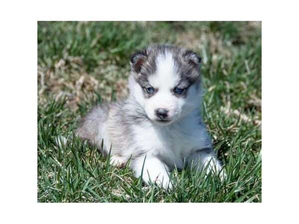 American Eskimo Dog/Siberian Husky-DOG-Female-Gray / White-22983-Petland Racine, Wisconsin