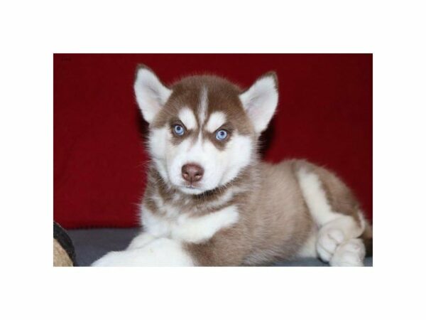 Siberian Husky-DOG-Female-Red / White-14766-Petland Racine, Wisconsin