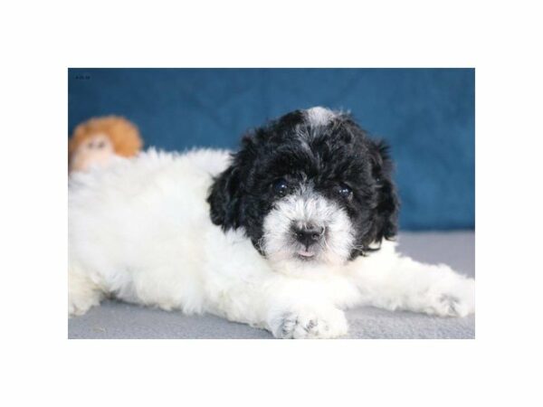 Poodle/Bichon-DOG-Female-Black / White-14771-Petland Racine, Wisconsin