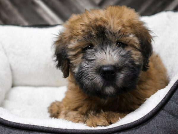 Soft Coated Wheaten Terrier-DOG-Female-Wheaten-22980-Petland Racine, Wisconsin