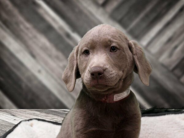 Labrador Retriever-DOG-Female-Silver-22975-Petland Racine, Wisconsin