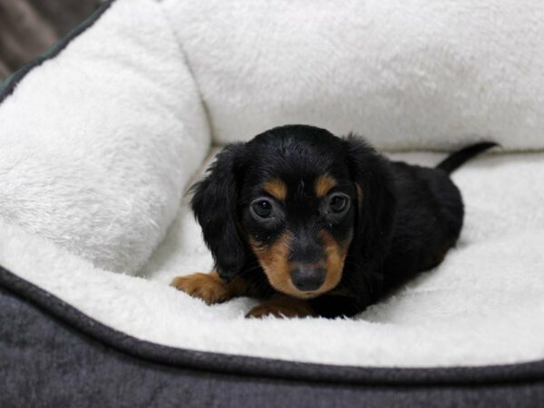 Dachshund-DOG-Female-BLK/TAN-22989-Petland Racine, Wisconsin