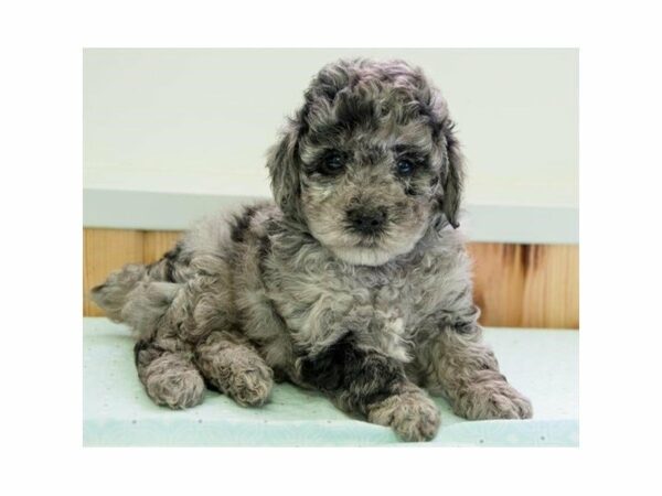 Poodle-DOG-Female-Blue Merle-14778-Petland Racine, Wisconsin