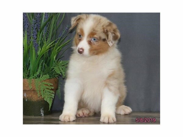 Australian Shepherd-DOG-Female-Red Merle-14773-Petland Racine, Wisconsin