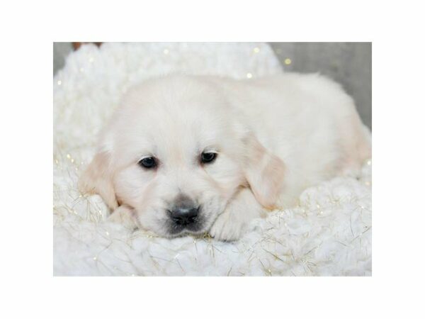 Golden Retriever-DOG-Male-Light Golden-14786-Petland Racine, Wisconsin