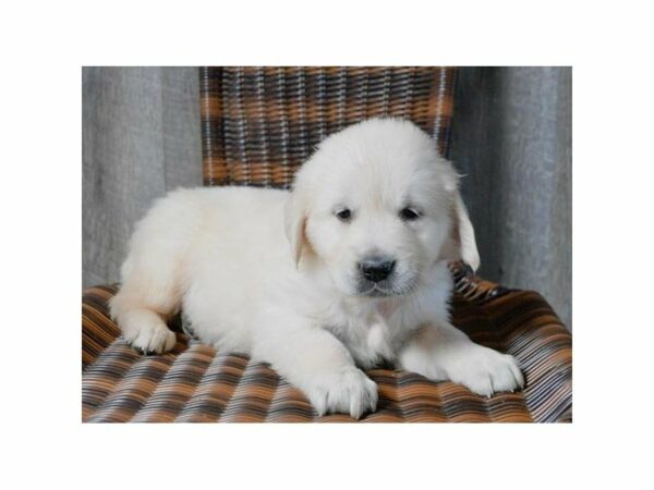 Golden Retriever-DOG-Female-Light Golden-14787-Petland Racine, Wisconsin