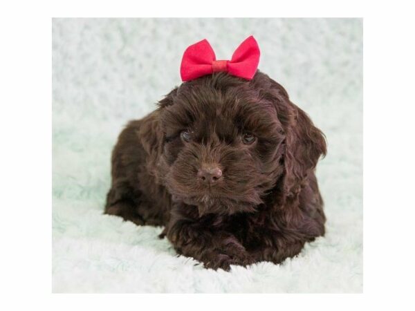 Cockapoo-DOG-Female-Chocolate-22998-Petland Racine, Wisconsin