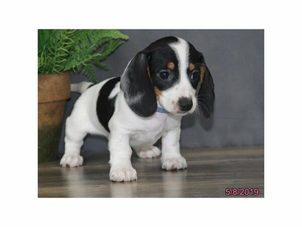 Dachshund-DOG-Male-Black / White-22997-Petland Racine, Wisconsin