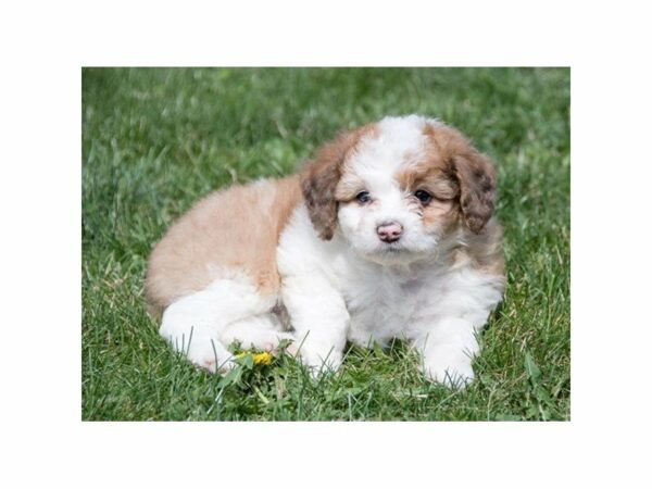 Aussiepoo-DOG-Female-Sable-22994-Petland Racine, Wisconsin