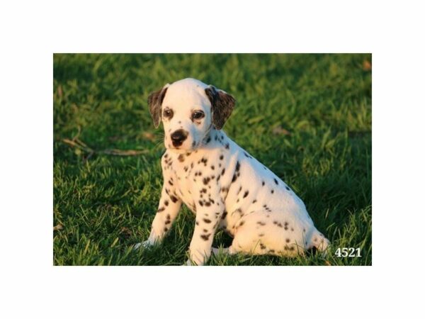 Dalmatian DOG Male Black / White 22991 Petland Racine, Wisconsin