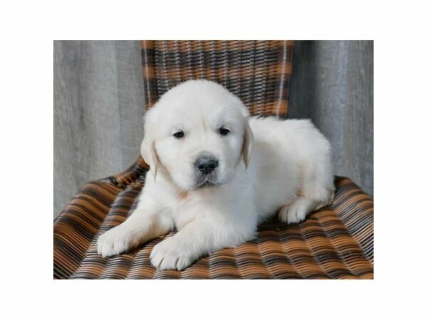 Golden Retriever-DOG-Male-Light Golden-22990-Petland Racine, Wisconsin
