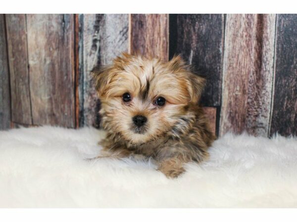 Maltese/Silky Terrier-DOG-Female-Sable-14785-Petland Racine, Wisconsin