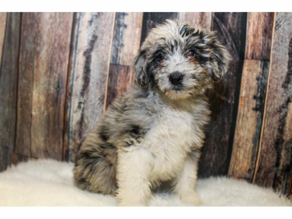 Aussiedoodle-DOG-Male-Blue Merle-14791-Petland Racine, Wisconsin