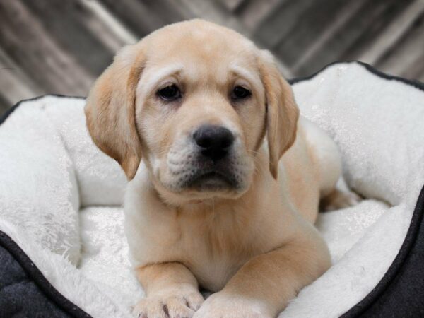Labrador Retriever-DOG-Female-Yellow-22993-Petland Racine, Wisconsin