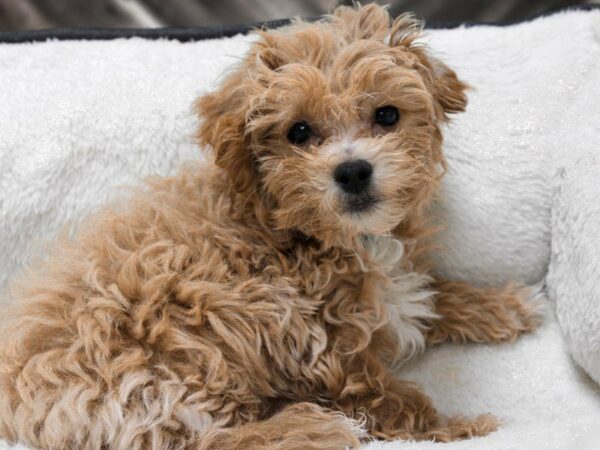 Maltichonpoo-DOG-Male-APCT/CRM-23004-Petland Racine, Wisconsin