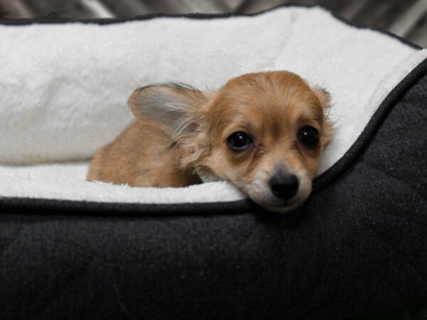 Chiweenie-DOG-Female-RED-23002-Petland Racine, Wisconsin