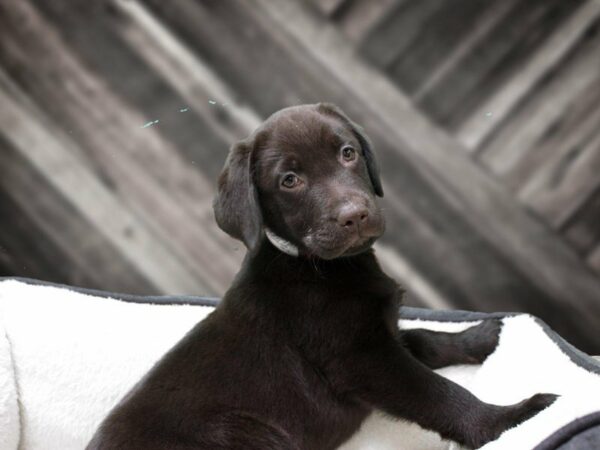 Labrador Retriever-DOG-Female-Chocolate-22999-Petland Racine, Wisconsin