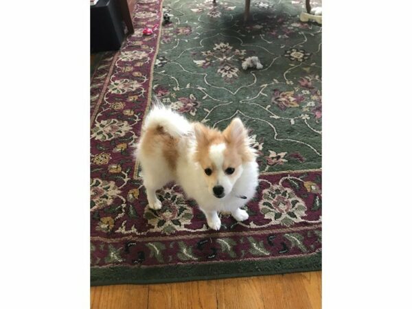 Pomeranian-DOG-Male-Cream-22772-Petland Racine, Wisconsin