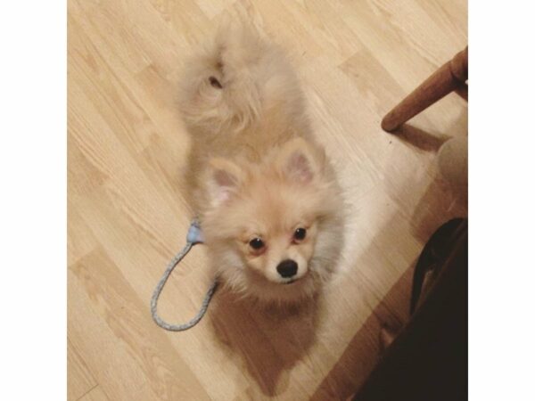 Pomeranian-DOG-Male-Sable-22787-Petland Racine, Wisconsin