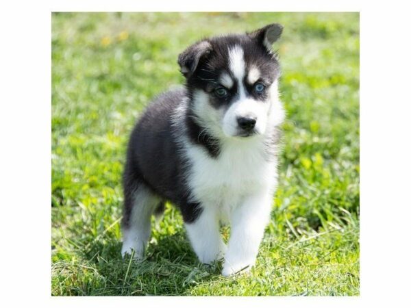 American Eskimo Dog/Siberian Husky-DOG-Male-Black / White-14805-Petland Racine, Wisconsin