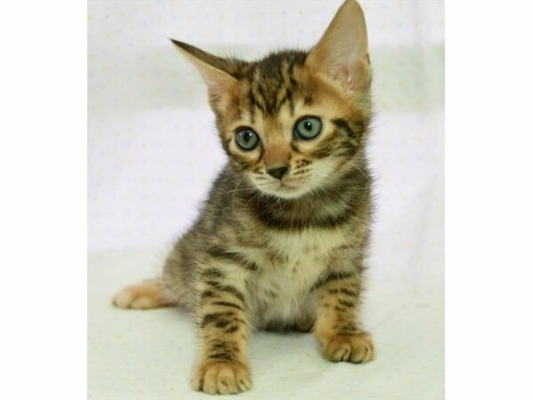 Bengal-CAT-Male-Black / Brown-14800-Petland Racine, Wisconsin