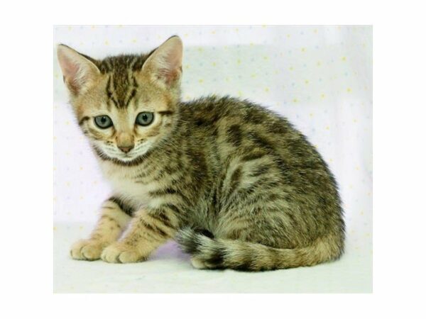 Bengal-CAT-Female-Black / Brown-14799-Petland Racine, Wisconsin