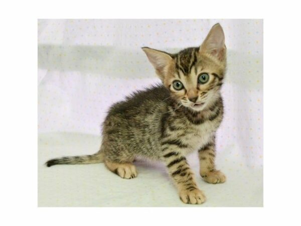 Bengal-CAT-Female-Black / Brown-14798-Petland Racine, Wisconsin