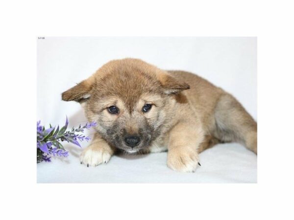 Shiba Inu-DOG-Male-Red-23017-Petland Racine, Wisconsin