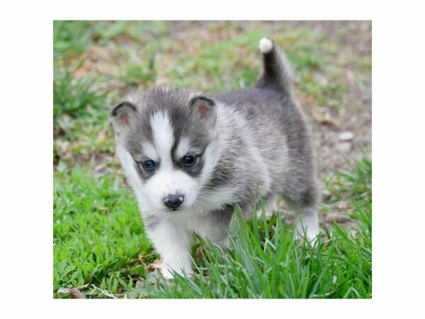 Huskimo-DOG-Male-Gray / White-23019-Petland Racine, Wisconsin