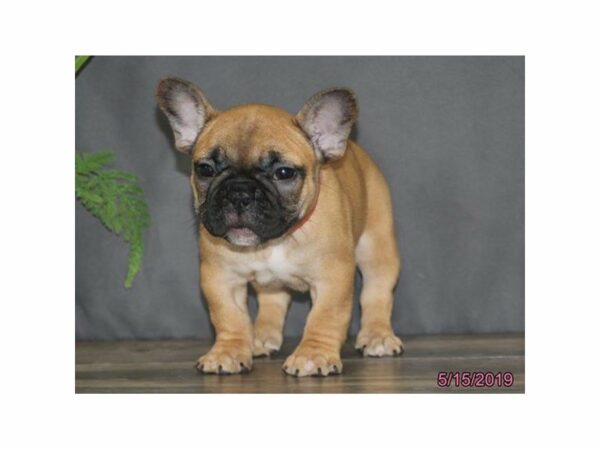 French Bulldog-DOG-Female-Fawn-23018-Petland Racine, Wisconsin