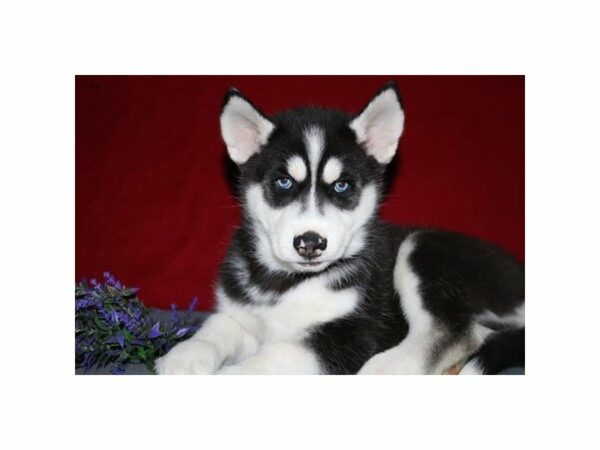 Siberian Husky-DOG-Male-Black / White-23013-Petland Racine, Wisconsin