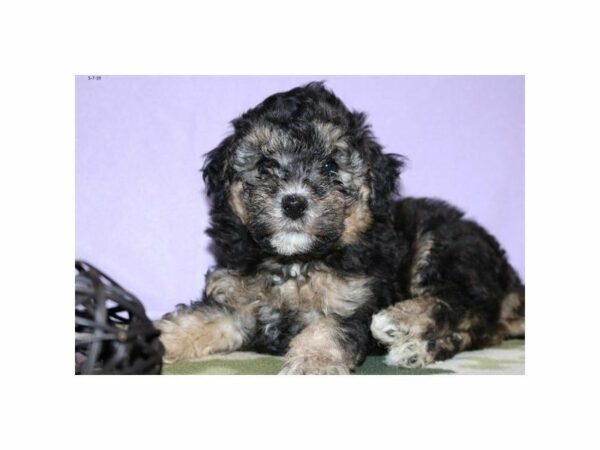 Yorkiepoo DOG Female Black / Tan 23016 Petland Racine, Wisconsin