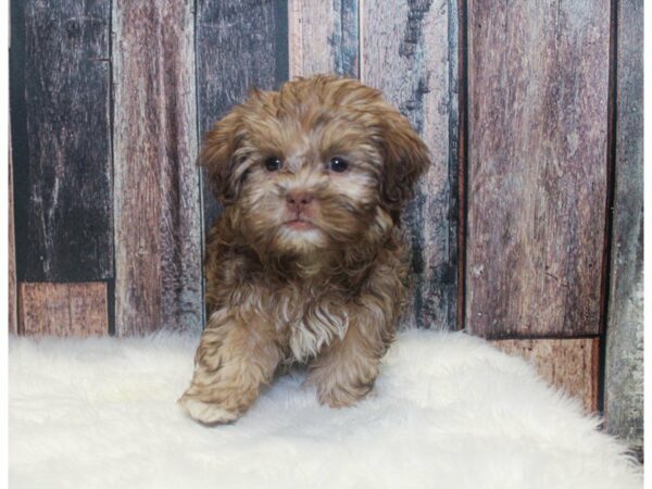 Hava Tzu-DOG-Male-Chocolate-14804-Petland Racine, Wisconsin