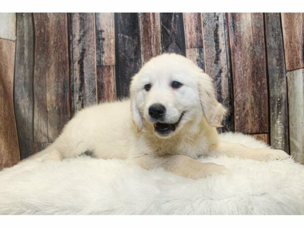 Golden Retriever-DOG-Female-Cream-14808-Petland Racine, Wisconsin