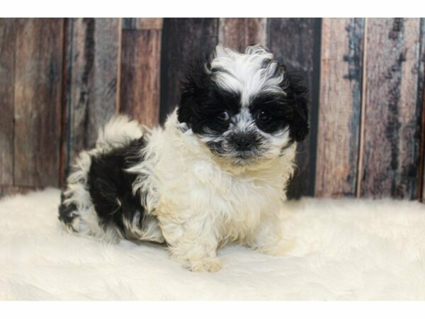 Teddy Bear-DOG-Male-White / Black-14809-Petland Racine, Wisconsin
