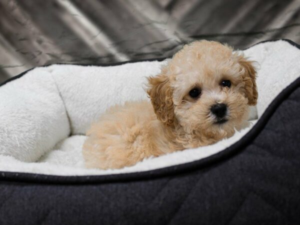 Poodle-DOG-Female-Cream-23015-Petland Racine, Wisconsin