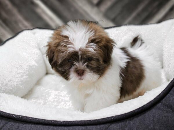 Havanese/Shih Tzu-DOG-Female-Chocolate / White-23020-Petland Racine, Wisconsin