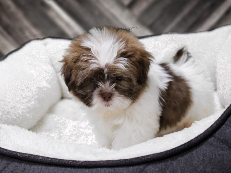 Chocolate shih poo top