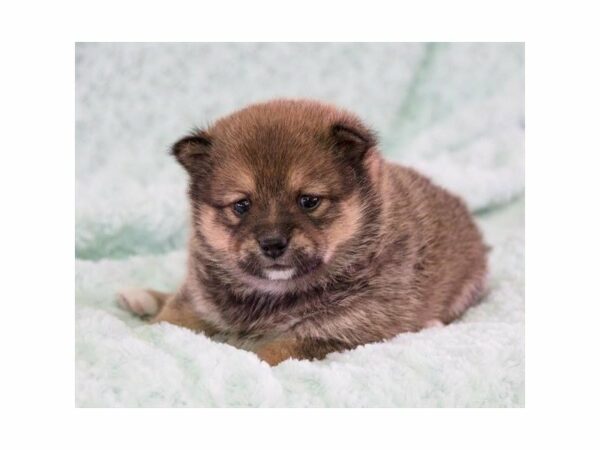 Pom/Shiba-DOG-Female-Sable-14822-Petland Racine, Wisconsin