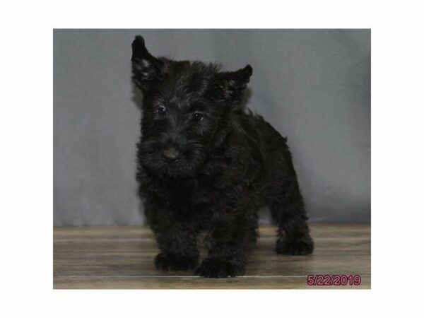 Scottish Terrier DOG Male Black 14814 Petland Racine, Wisconsin