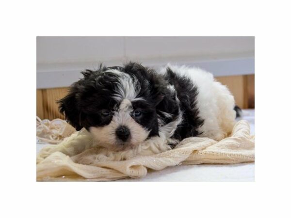 Bichon/Shih Tzu-DOG-Female-White / Black-14823-Petland Racine, Wisconsin