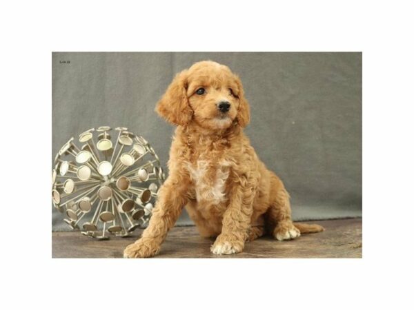 Mini Goldendoodle 2nd Gen.-DOG-Female-Apricot-23035-Petland Racine, Wisconsin