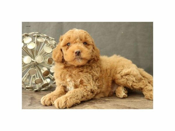 Mini Goldendoodle 2nd Gen.-DOG-Male-Red-23038-Petland Racine, Wisconsin